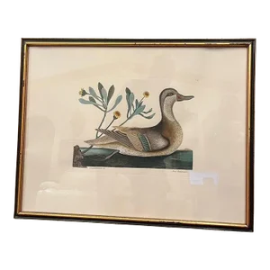 Etching Mark Catesby, Anas Bahamensis (The Ilathera Duck) Chrysanthemum &C T93,