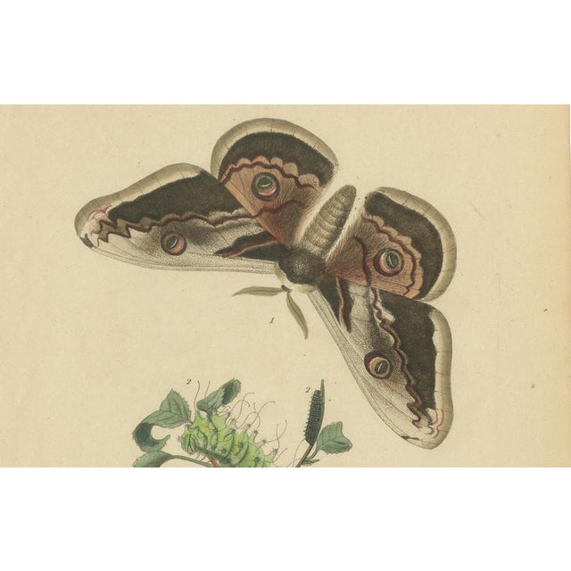 E. Guérin, Butterfly and Moth, 1835, Engraving, Set of 2 For Sale - Image 12 of 13