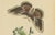 E. Guérin, Butterfly and Moth, 1835, Engraving, Set of 2 For Sale - Image 12 of 13