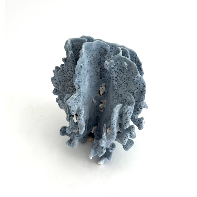 Natural Blue Coral Specimen Coastal Decor For Sale - Image 4 of 6