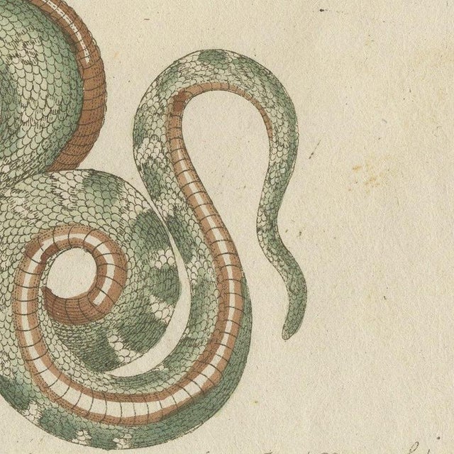 Paper Bertuch, Two Patterned Snakes in Coils, 1805, Print For Sale - Image 7 of 12