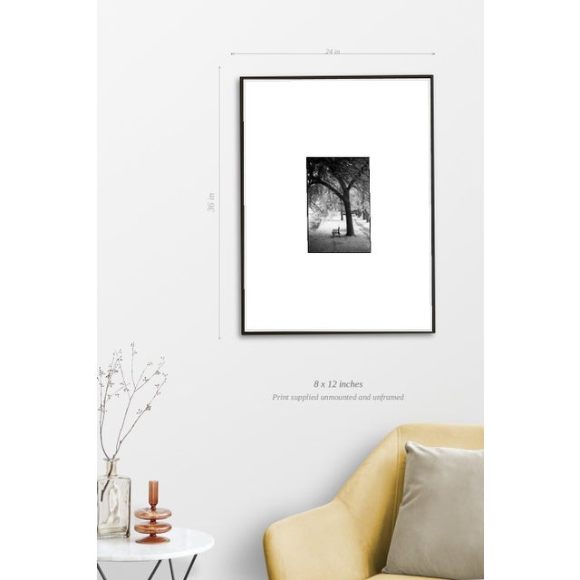 Paul Cooklin, Trees, Ardennes, Edition of 50 For Sale - Image 4 of 7