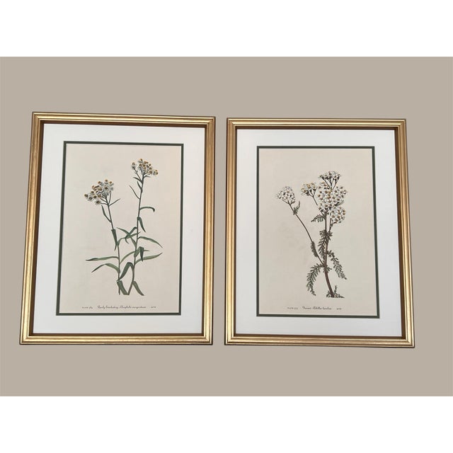 Vintage Botanical Framed Prints Set of 2 - Authentic 1953 Prints For Sale In Greensboro - Image 6 of 6