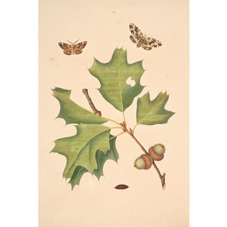 Oak Leaf & Acorn Study With Moths, 1797 Vintage Art Print Reproduction, 16" X 24" For Sale
