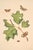 Oak Leaf & Acorn Study With Moths, 1797 Vintage Art Print Reproduction, 16" X 24" For Sale