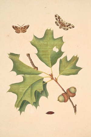 Oak Leaf & Acorn Study With Moths, 1797 Vintage Art Print Reproduction, 16" X 24"