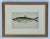 20th Century Sea Herring Print, Framed For Sale - Image 4 of 4