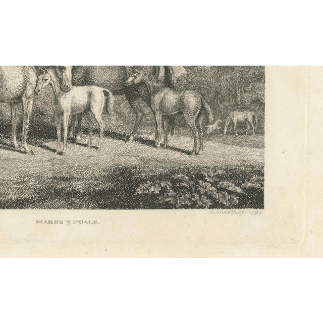 Samuel Howitt, Mares & Foals, 1799, Engraving For Sale - Image 6 of 9