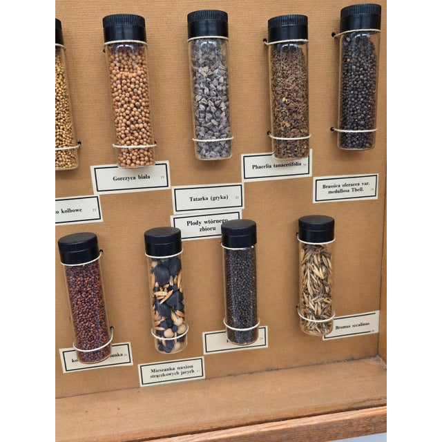 Wood Vintage Polish Educational Display Case, 1970s For Sale - Image 7 of 10