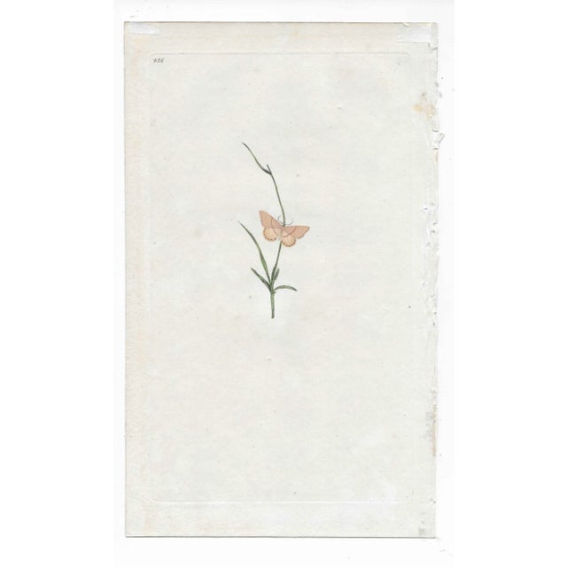 19th century handcolored English engraving of the Single Streak Butterfly.