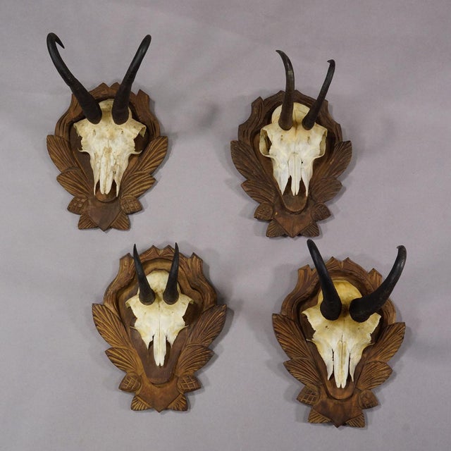 Vintage Set of Four Chamois Trophies on Carved Plaques, Germany ca. 1950s Item e7789 A set of four vintage chamois...