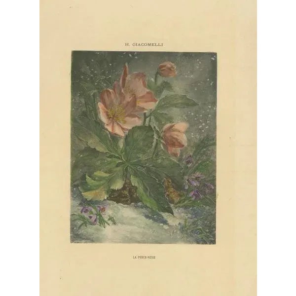 Beige Hector Giacomelli, Snowdrops in Bloom, 1891, Paper For Sale - Image 8 of 9