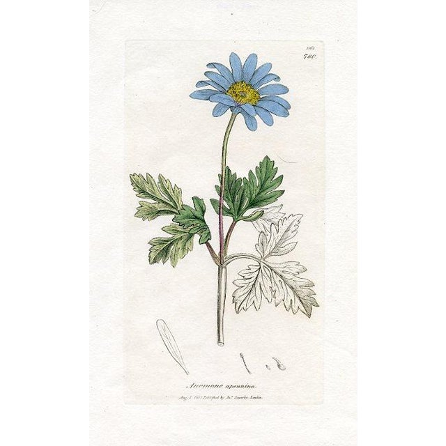 Original hand-colored botanical print from an early edition of “English Botany”, the monumental work by James Sowerby that...
