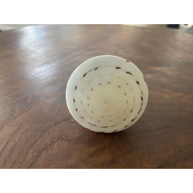 We have taken the flat bottom section of a cone shaped shell and added teak wood for beautiful one of a kind door knobs....