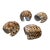 Vintage Tiger Cowrie Seashell Napkin Rings - Set of 4 For Sale