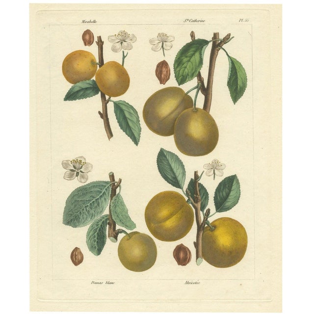 Mirabelle and St. Catherine and White Plum and Apricot, 1821, Paper For Sale