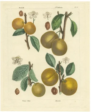 Mirabelle and St. Catherine and White Plum and Apricot, 1821, Paper
