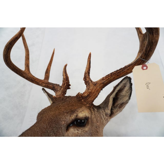 Tan Whitetail Deer 9 Point Mount Head and Bust For Sale - Image 8 of 18