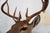 Tan Whitetail Deer 9 Point Mount Head and Bust For Sale - Image 8 of 18