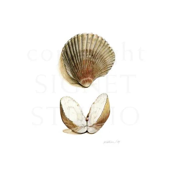 Detailed Natural History print of my original drawing of Cockle Shells. Contemporary art with old world qualities of...