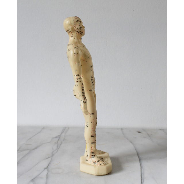 Vintage Acupuncture Mannequin For Sale - Image 4 of 13