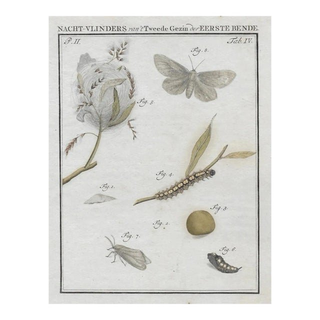1762 Antique Dutch Moth and Caterpillar Engraving For Sale