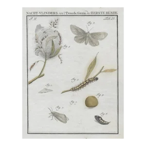 1762 Antique Dutch Moth and Caterpillar Engraving