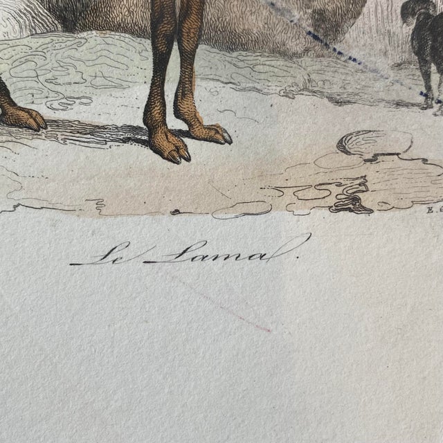 French Antique 18th Century "Le Lama" Animal Engraving Hand Colored Signed Artwork For Sale In Portland, ME - Image 6 of 11