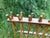 Vintage Wood Plate Rack For Sale - Image 16 of 17