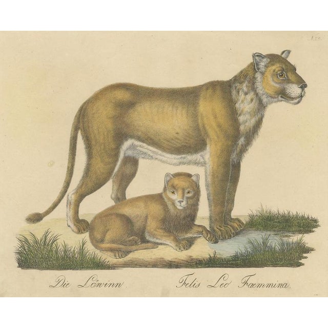 Brodtmann, Lioness and Cub, 1816, Lithograph For Sale - Image 3 of 9