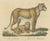 Brodtmann, Lioness and Cub, 1816, Lithograph For Sale - Image 3 of 9