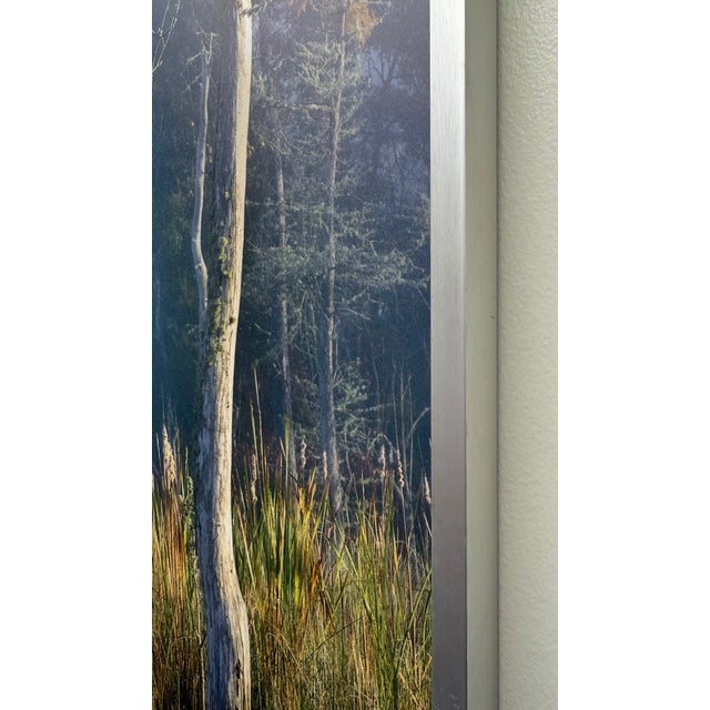 21st-Century, Untitled, Color Photograph of Coastal Wetland Framed, Artist Will Dickey For Sale - Image 4 of 8