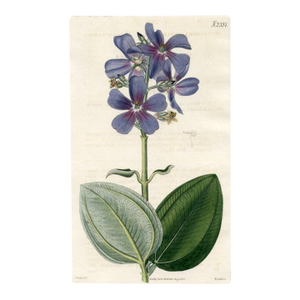 1822, Princess Flower Botanical Print, Curtis's Botanical Magazine, Original Antique Botanical Print, Engraving, England