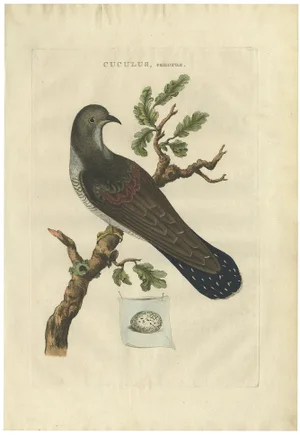 Jan Christiaan Sepp, Hand-Coloured Bird Illustration of the Common Cuckoo, 1789, Print