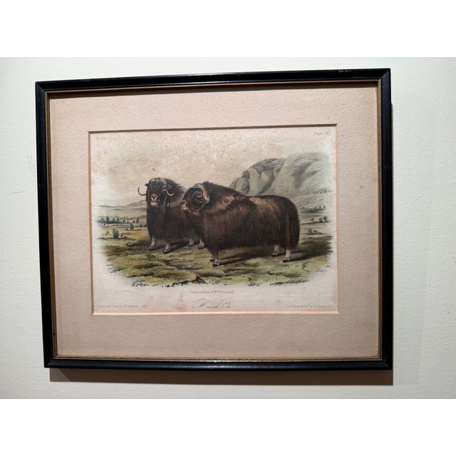 An original 19th-century hand-colored stone lithograph of the Musk Ox, Plate CXI from John James Audubon and Reverend John...