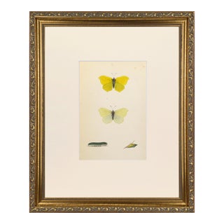 19th Century Antique Morris Butterfly Print Hand Colored Lithograph 1853 For Sale