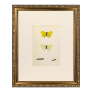 19th Century Antique Morris Butterfly Print Hand Colored Lithograph 1853