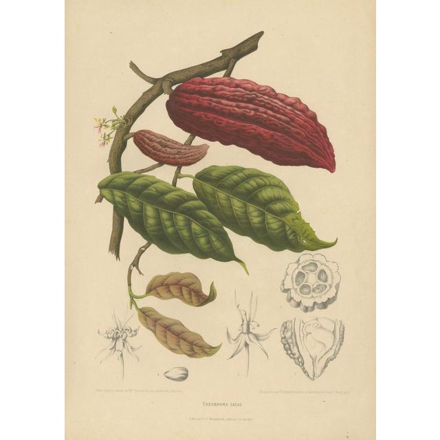 Berthe Hoola van Nooten, Cacao Tree (Theobroma Cacao), 1880, Chromolithograph For Sale - Image 3 of 9