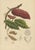 Berthe Hoola van Nooten, Cacao Tree (Theobroma Cacao), 1880, Chromolithograph For Sale - Image 3 of 9