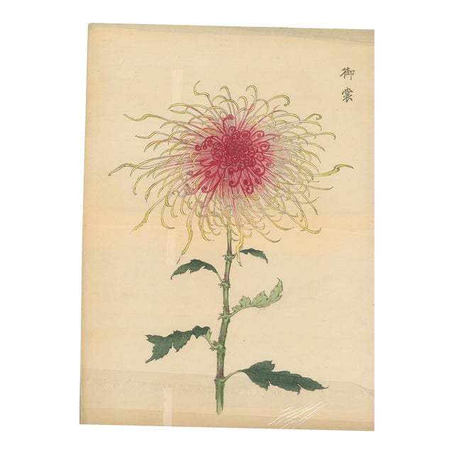 Hasegawa Keika – Chrysanthemum Cultivar – 1893– Japanese Woodblock Print For Sale