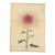 Hasegawa Keika – Chrysanthemum Cultivar – 1893– Japanese Woodblock Print For Sale