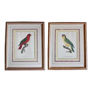 Parrot Prints by Jacques Barraband (François Levaillant) in Fine Frames- a Pair