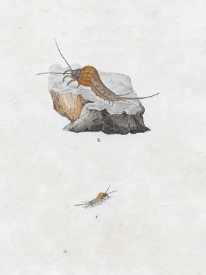 Antique British Insect Handcolored Engraving