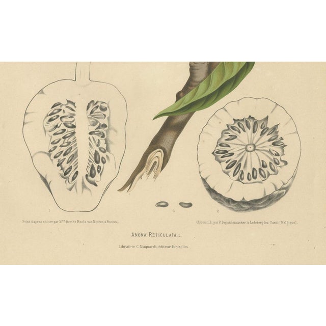 Sheep van Nooten, Bullock's Heart Botanical, 1880, Chromolithograph For Sale - Image 3 of 9