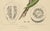 Sheep van Nooten, Bullock's Heart Botanical, 1880, Chromolithograph For Sale - Image 3 of 9