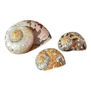 Fabulous Vintage Polished Turbo Shells Coastal Decor- Set of 3 For Sale
