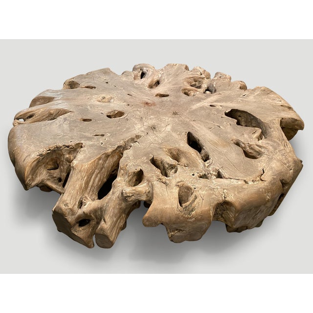 Andrianna Shamaris Impressive Large Teak Root Coffee Table For Sale - Image 16 of 18