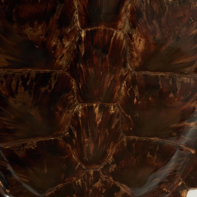 Shell Antique Organic Turtle Shell For Sale - Image 7 of 10