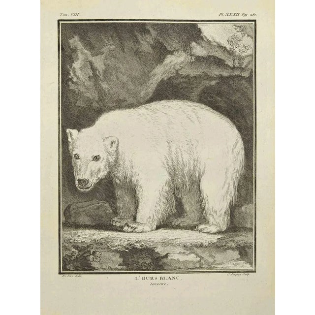 L'Ours Blanc is an etching realized by Pierre Charles Baquoy in 1771. It belongs to the suite "Histoire naturelle,...
