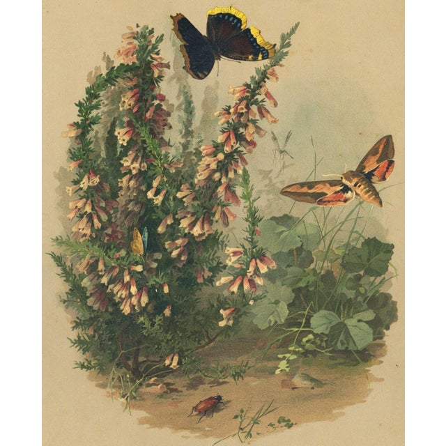 C1880 French Antique Botanical Chromolithograph With Butterflies, Matted For Sale - Image 4 of 4